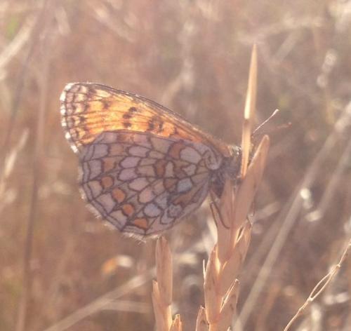 Melitaea parthenoides