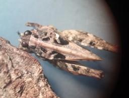 Tetrix sp.