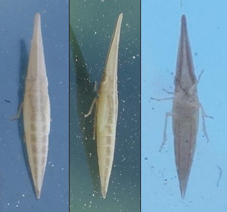 Réf. 263 190 : Paradorydium paradoxum