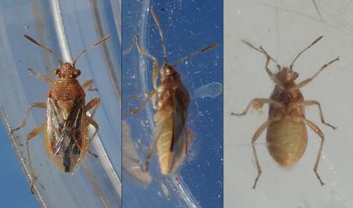 Rhopalus rufus