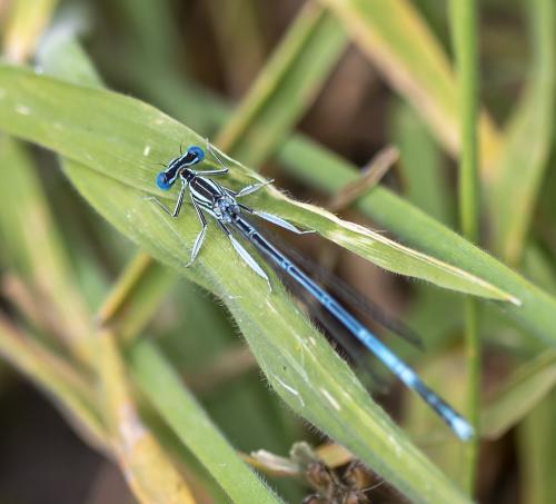 Platycnemis pennipes