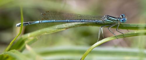 Platycnemis pennipes
