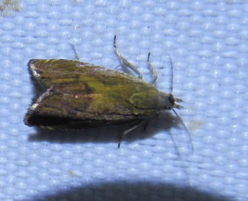 Réf. 263 208 : Dichrorampha sp.