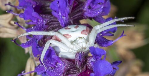 Misumena vatia