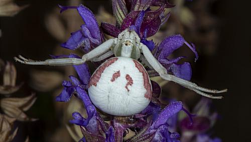 Misumena vatia