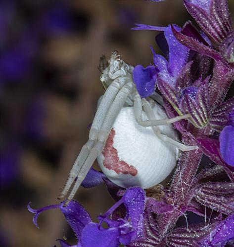 Misumena vatia
