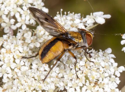 Ectophasia crassipennis