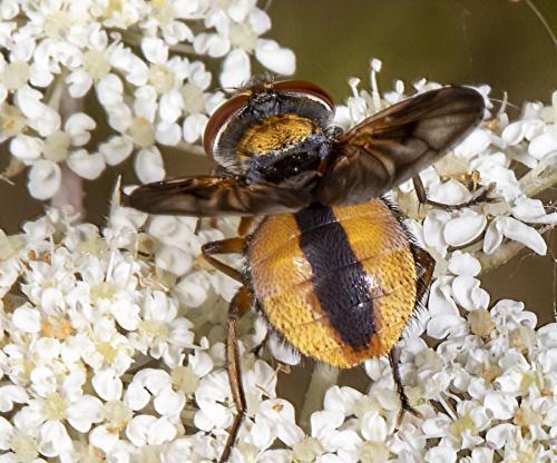 Ectophasia crassipennis
