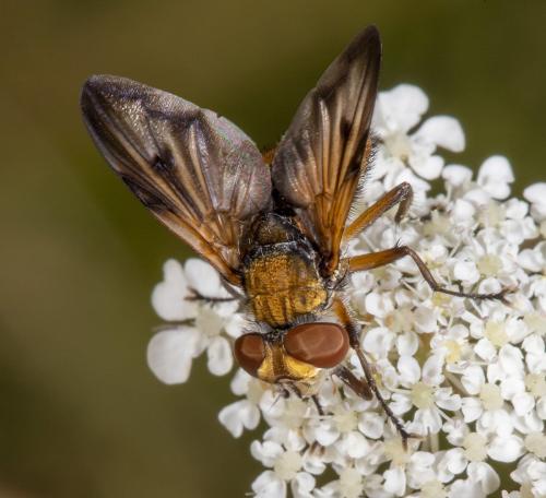 Ectophasia crassipennis