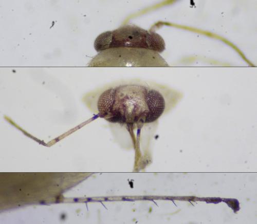 Campylomma annulicorne