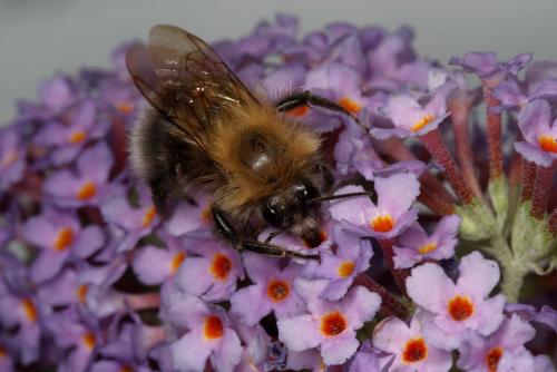 Bombus hypnorum