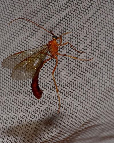 Enicospilus inflexus