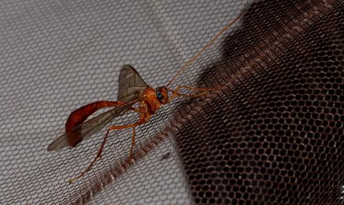 Enicospilus inflexus