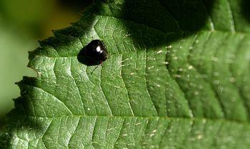 Réf. 263 714 : Coptosoma scutellatum