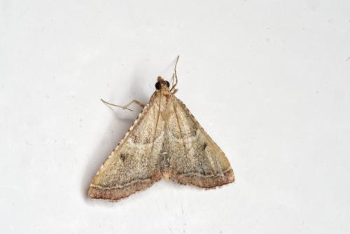 Réf. 263 045 : Endotricha flammealis