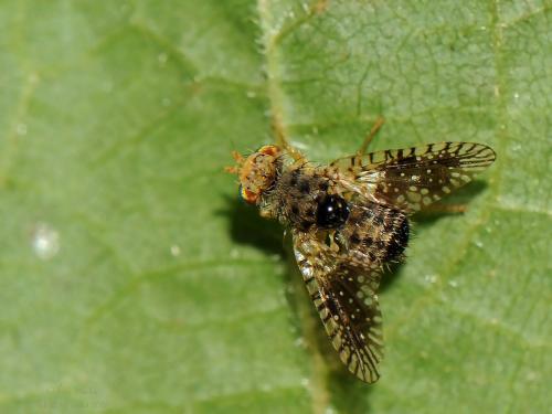 Noeeta pupillata