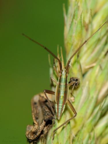 Réf. 263 471 : Stenodema laevigata