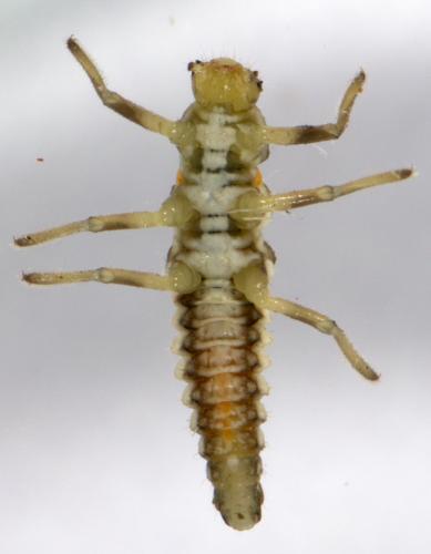 Myrrha octodecimguttata