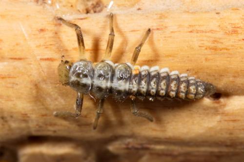 Réf. 263 506 : Myrrha octodecimguttata