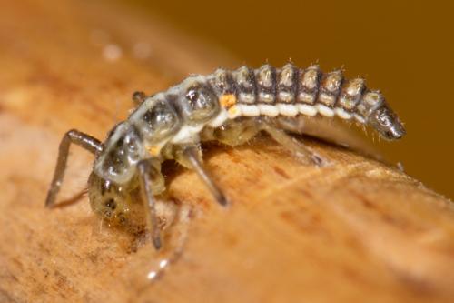 Myrrha octodecimguttata