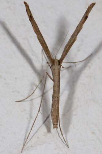 Réf. 263 635 : Agdistis tamaricis
