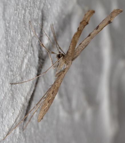 Agdistis tamaricis