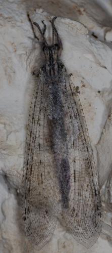 Synclisis baetica