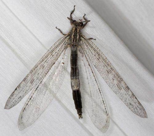 Synclisis baetica