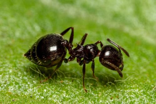 Crematogaster sp.