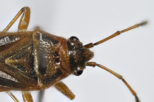 Réf. 263 054 : Arocatus roeselii