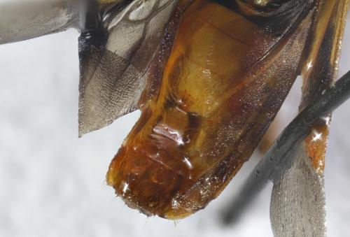 Arocatus roeselii