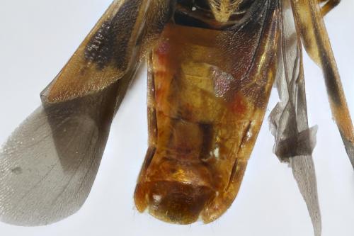 Arocatus roeselii