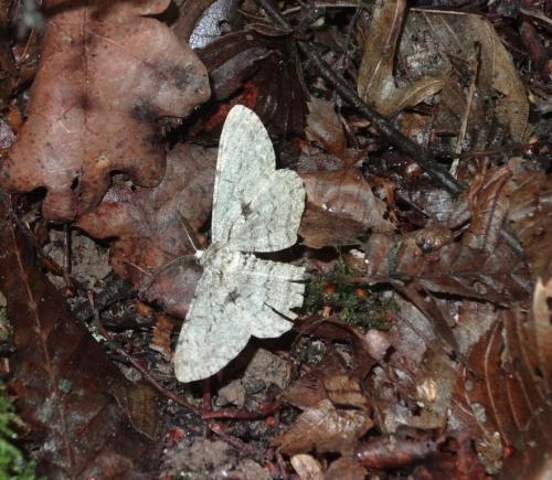 Réf. 263 217 : Hypomecis roboraria