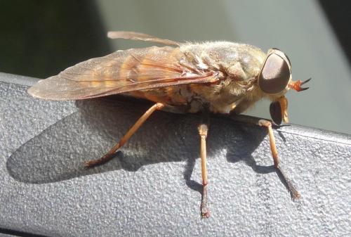 Réf. 263 277 : Tabanus sudeticus