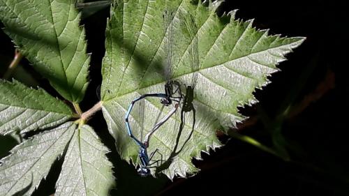 Coenagrion puella