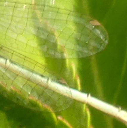 Ischnura pumilio