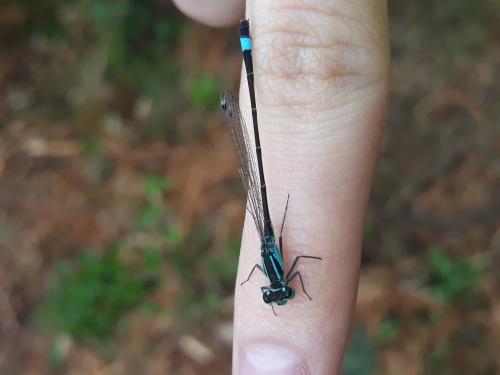 Ischnura elegans