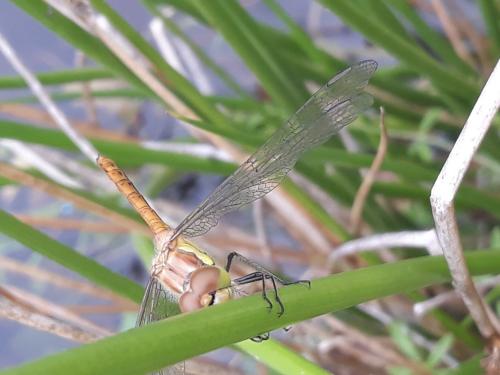 Sympetrum striolatum