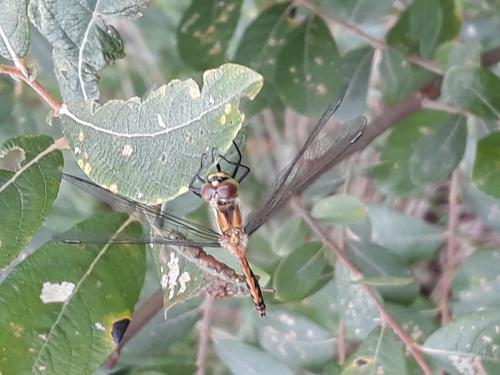 Sympetrum danae