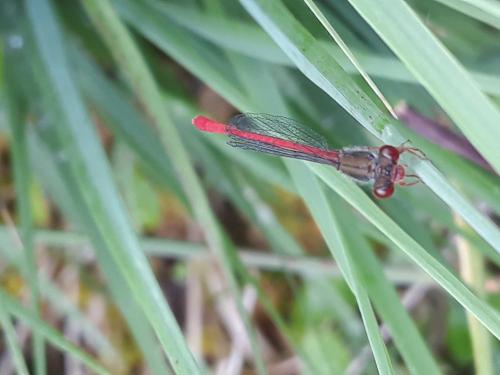 Ceriagrion tenellum