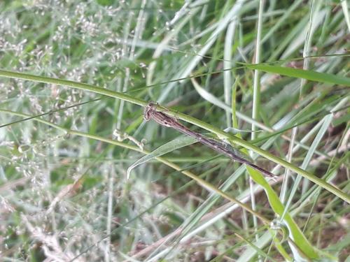 Sympecma fusca