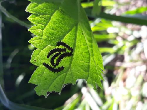 Araschnia levana