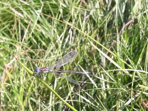 Lestes dryas