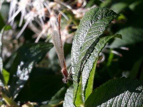 Ischnura elegans