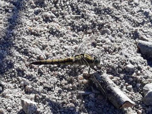 Orthetrum cancellatum