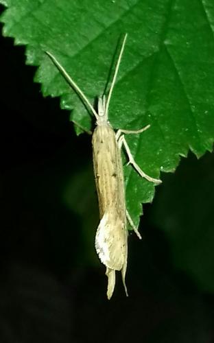 Réf. 263 627 : Ypsolopha mucronella