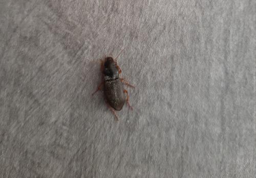 Réf. 263 646 : Pseudoophonus sp.