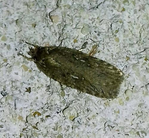 Réf. 263 758 : Agonopterix sp.