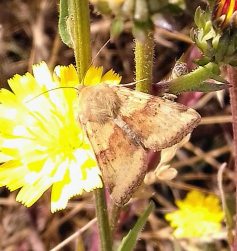 Réf. 263 838 : Heliothis viriplaca