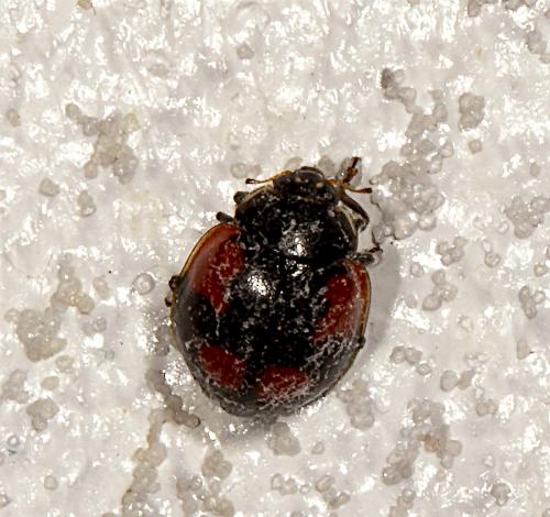 Réf. 263 762 : Adalia bipunctata